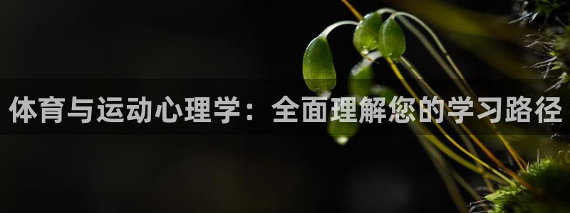 3377体育全网