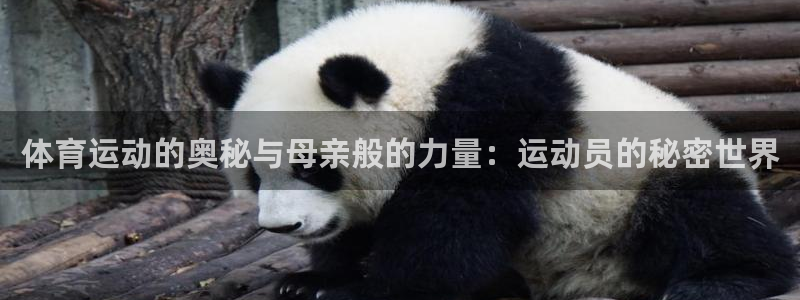3377体育靠谱吗
